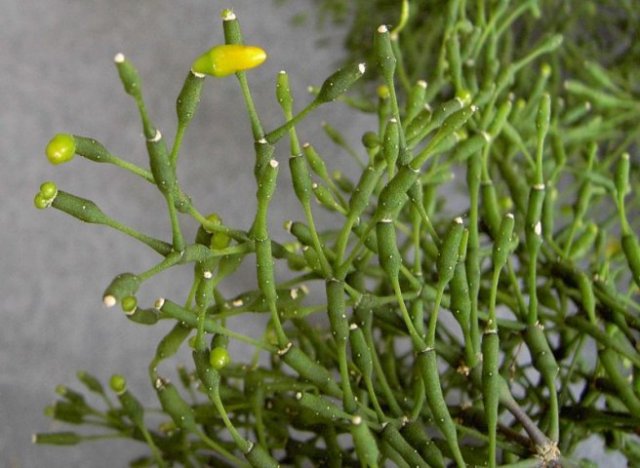 Rhipsalis_salicornioides